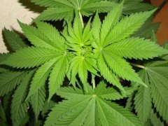 Shiva skunk