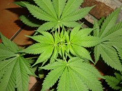 Shiva skunk