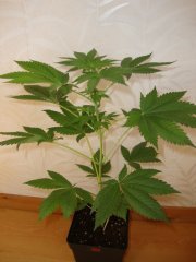 Shiva skunk