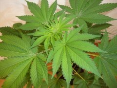 Shiva skunk
