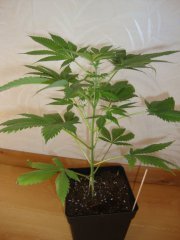Shiva skunk
