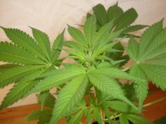 Shiva skunk