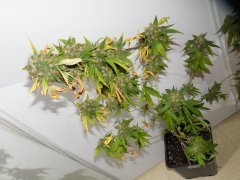 Melon gum
