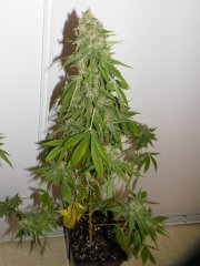 cross maison sourblue x critical kush