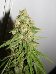 sour blue x c kush