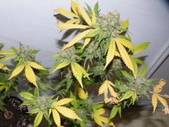 skunk#1