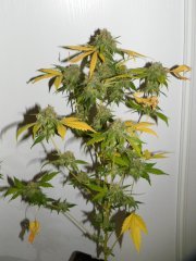 skunk#1  2L