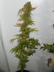 skunk#1 3L