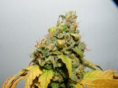skunk#1