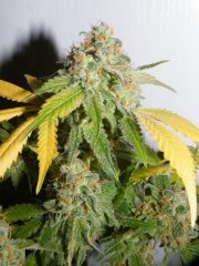 skunk#1