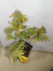 skunk#1 3.4L