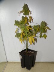 skunk#1