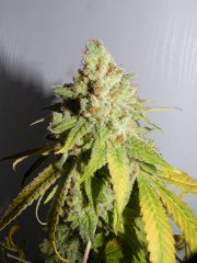 skunk#1