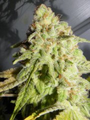 skunk#1