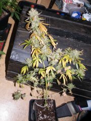 c kush x sour blue