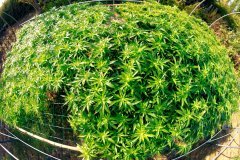 #2018 SCROG OUTDOOR suite