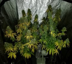 Sour power og (12/12 +75) CUT
