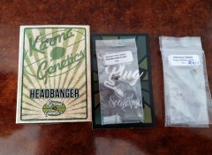 Karma's genetics Headbanger