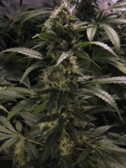 nycd 33j 12/12