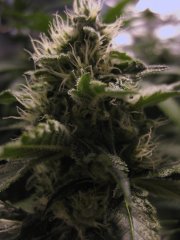 nycd 33j 12/12