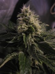 cookie x widow