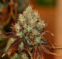 Dinamed (12/12 +64)