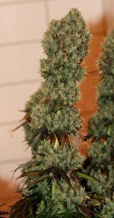 Dinamed (12/12 +64)
