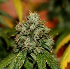 Sour power og (12/12 +66)