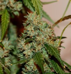 Sour power og (12/12 +66)