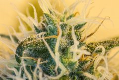 Super Kush #1 à Flo +38