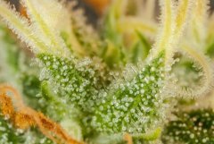 Critical Kush à Flo +41