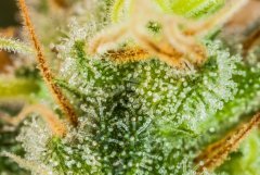 Super Kush #1 FLO+46