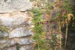 Sénescence Swiss Dream Out Pas d'engrais 3L