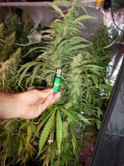 SAM_6045
