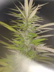 cheese_n2_20180903_204623.jpg