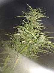 critical_20180903_204030.jpg