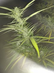critical_20180903_204039.jpg