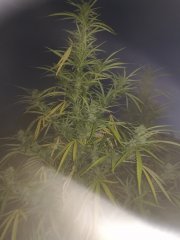 critical_20180903_204048.jpg
