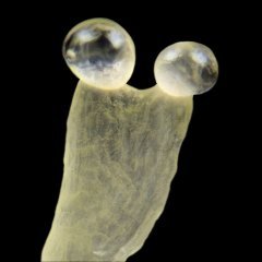 Jack Herer trichome à double tête