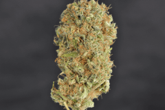 shiva skunk