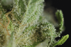 shiva skunk