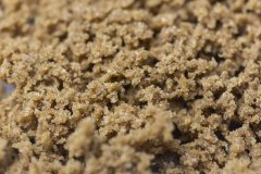 Sour tangie 25 micron