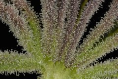 Sour Tangie #6