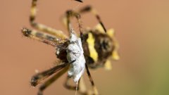Araignée colombie
