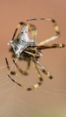Araignée colombie