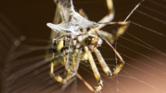 Araignée colombie