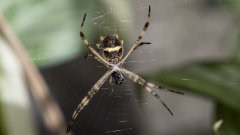 Araignée colombie
