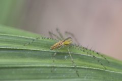 Araignée colombie