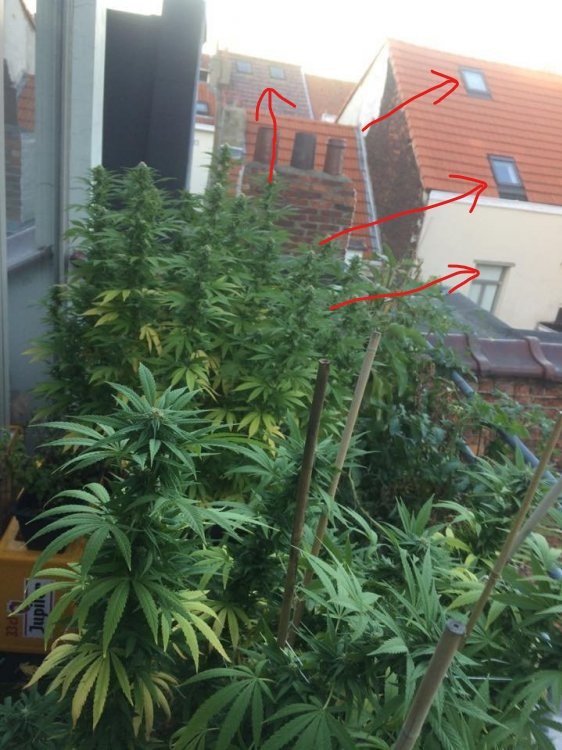 weed01.jpg.81ab364c4e408f6a6280a2b6925143e1.jpg