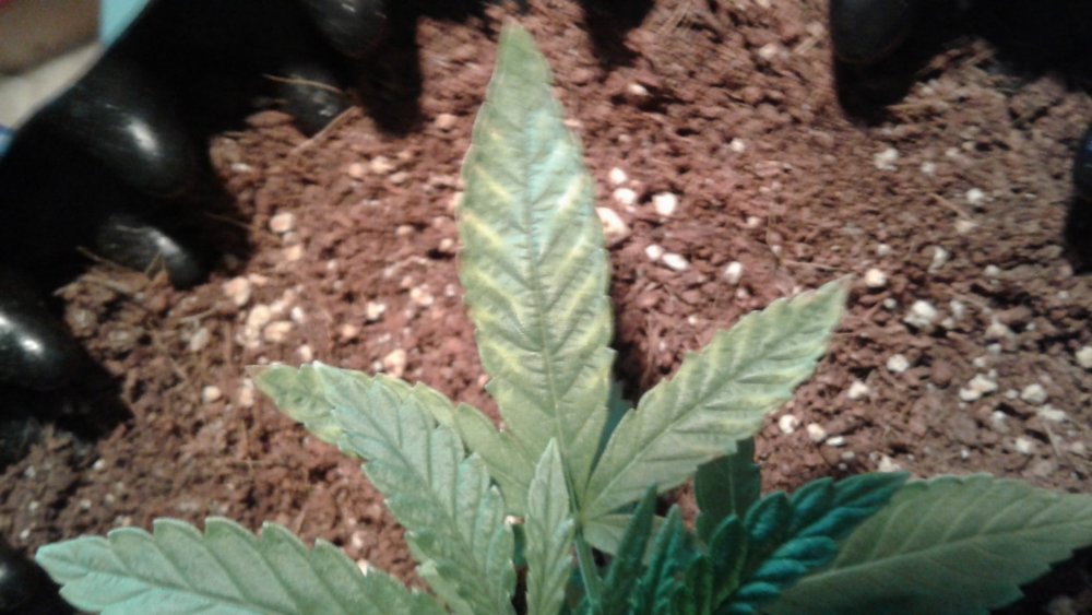 0930_CPK02.thumb.jpg.8c22e34b87a7e95ebf50689b7ee6cdf1.jpg